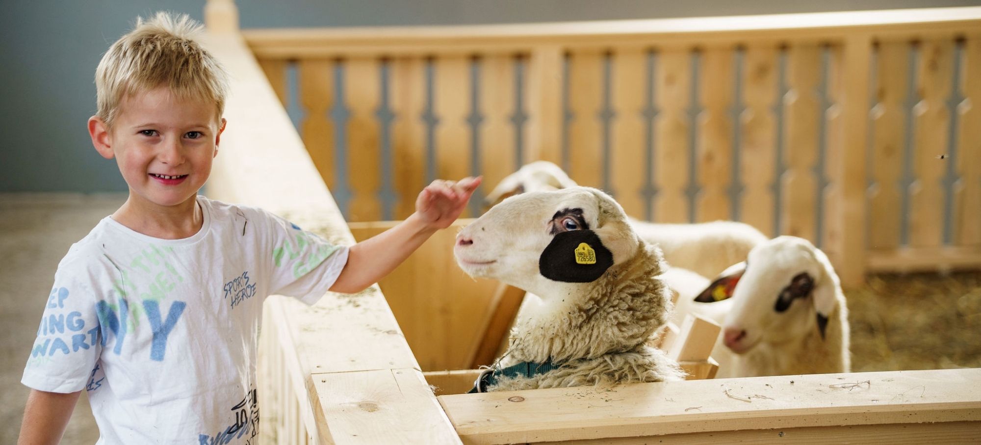 Im Kleintierstall beim Linharterhof streichelt ein Kind Schafe und es warten viele weitere Tierfreunde.