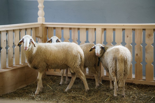 Familienzeit am Bauernhof in Österreich verspricht eine schöne gemeinsame Auszeit in den Bergen.