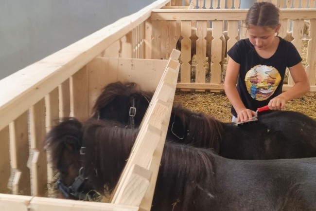 Die Ponys lieben es, wenn die Kinder sie striegeln und ausführen.