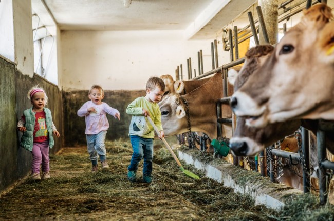 Die Kühe sind hungrig. Hilfst du beim Füttern?