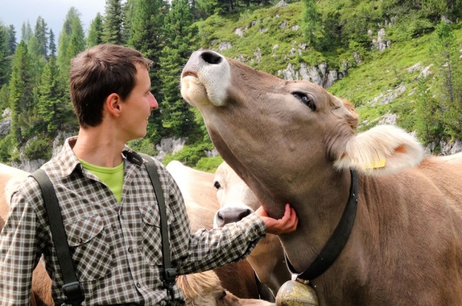 Unsere Kühe genießen ihre Streicheleinheiten richtig