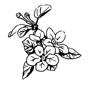 Handzeichnung einer Apfelblüte
