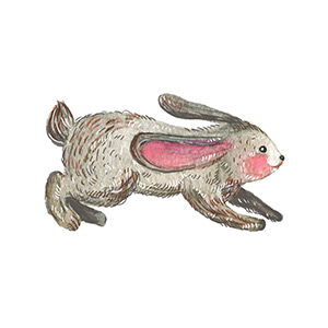 Grafische Darstellung Hase