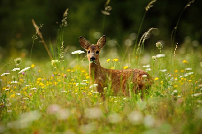 Wildtiere kann man direkt vom Almchalet bei der Wildfütterung beobachten
